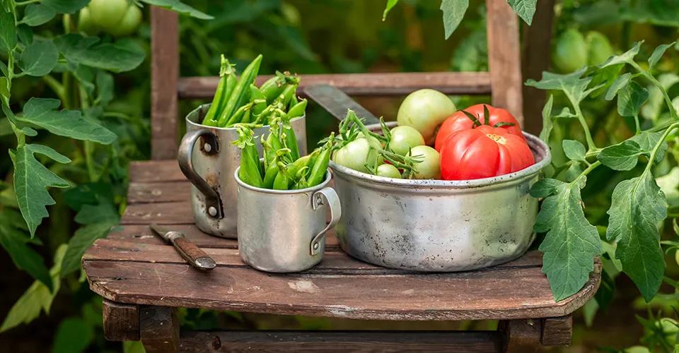 Ein rustikaler Holzstuhl im Garten mit einem Metalltopf voller roter und grüner Tomaten sowie zwei Metallbechern, die mit grünen Erbsenschoten gefüllt sind. Ein Messer liegt neben den Gefässen. Im Hintergrund sind grüne Blätter und Tomatenpflanzen zu sehen, die eine natürliche und ländliche Atmosphäre vermitteln.