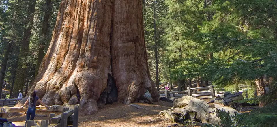 ”Trees don’t grow to the sky”. Das Sprichwort trifft verblüffend oft zu, es gibt aber ganz wenige Ausnahmen. Eine junge Dame bestaunt im kalifornischen Sequoia National Park den General Sherman Tree (den voluminösesten Baum der Welt). General Sherman Tree