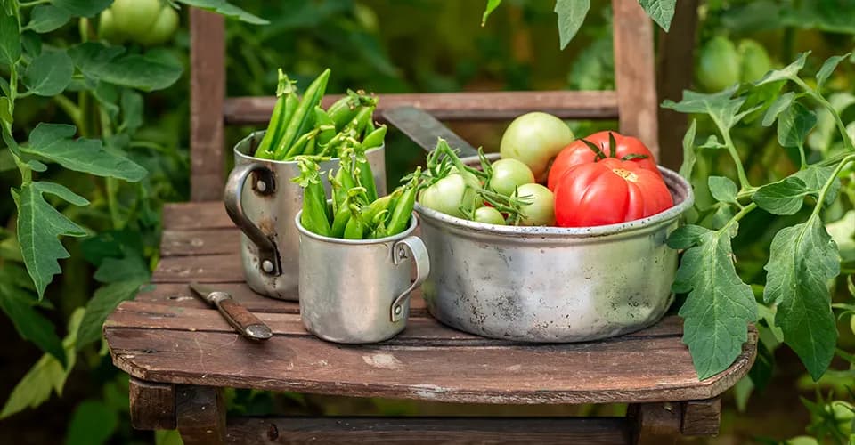 Salat, Tomaten, Bohnen, Sellerie – die einen wachsen schnell, die anderen brauchen sehr lange, wiederum andere ziehen andere Pflanzen mit ins Verderben, wenn sie von Krankheiten geplagt sind... Ein rustikaler Holzstuhl im Garten mit einem Metalltopf voller roter und grüner Tomaten sowie zwei Metallbechern, die mit grünen Erbsenschoten gefüllt sind. Ein Messer liegt neben den Gefässen. Im Hintergrund sind grüne Blätter und Tomatenpflanzen zu sehen, die eine natürliche und ländliche Atmosphäre vermitteln.